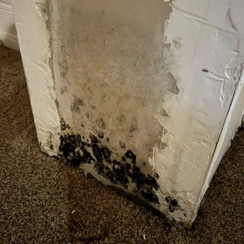 Professional Mold Removal in Buena Park, CA
